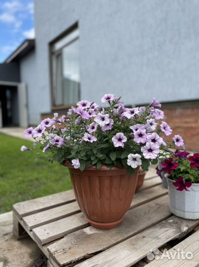 Рассада петуния тайдал Вейв Сильвер