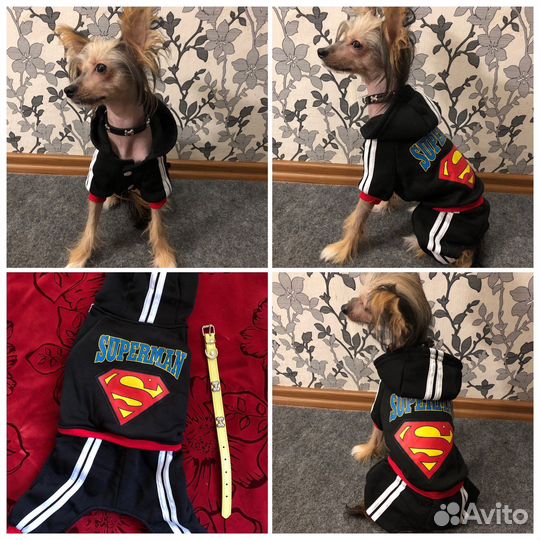 Одежда жля собак