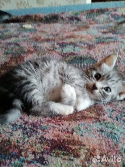 Миленький котенок в хорошие руки