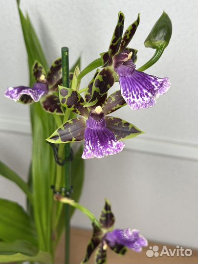 Орхидея онцидиум и зигопеталум