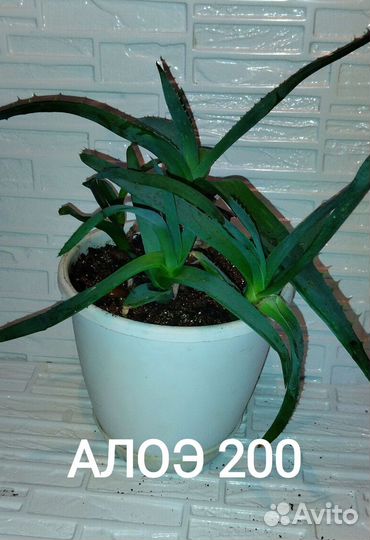 Комнатные растения