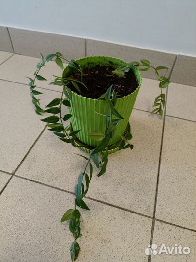 Декабрист и Хойя