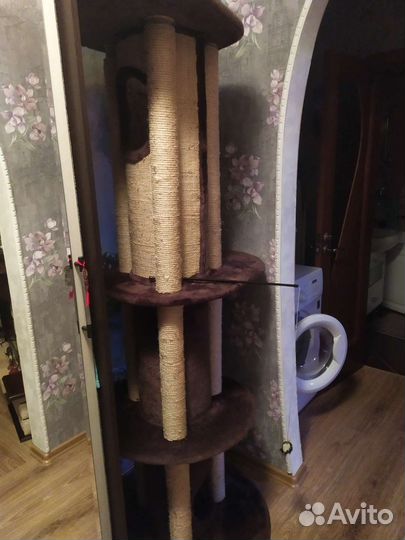 Когтеточка