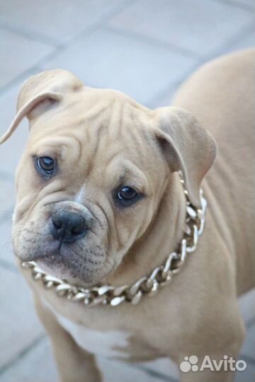 Породные,красивые щенки Американского Булли