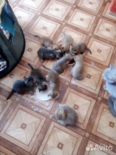 Британские котята
