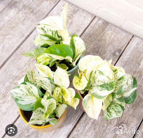 Сциндапсусы Манжула, Дарк форм