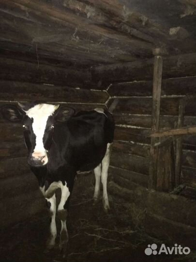 Телка 1 год