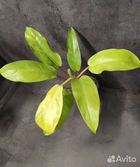 Ароидные растения