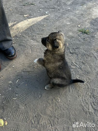 Щенки в добрые руки