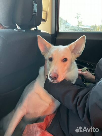 Собака в добрые руки