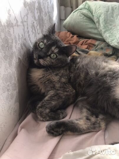 Кошка