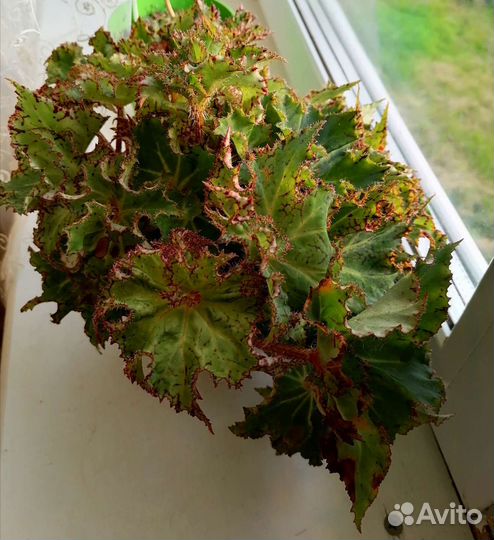 Сортовые бегонии