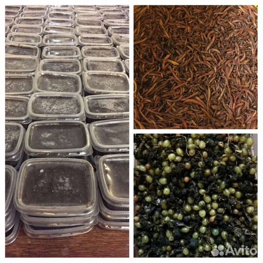 Червь Дендробена венета