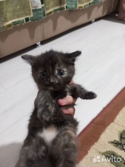 Отдам в добрые руки котят. Две девочки и мальчик