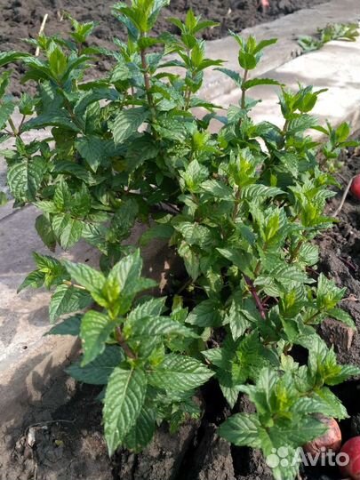 Мелисса, мята, чабрец саженцы