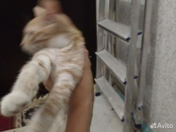 Рыжий котенок мальчик отдам в хорошие руки