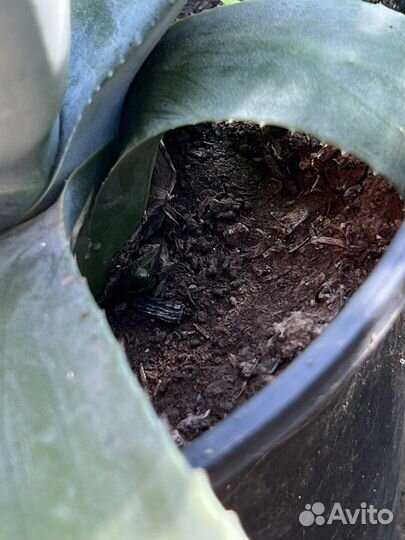 Голубая Агава