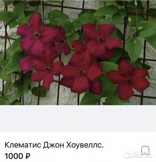 Клематисы.Саженцы