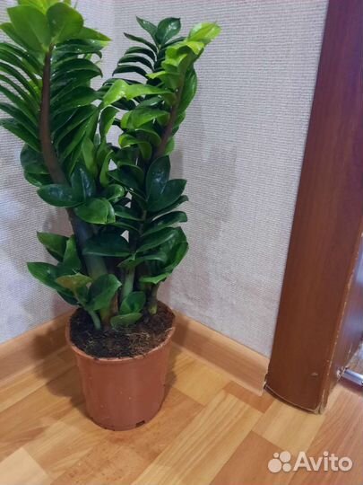 Ассортимент Аглонем.Фикусы лиратто.Беджамино