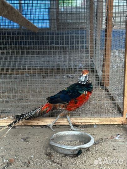 Алмазный фазан