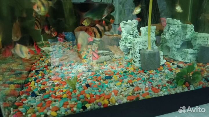 Аквариум