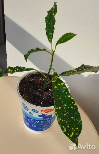 Продам кодиеум пёстрый