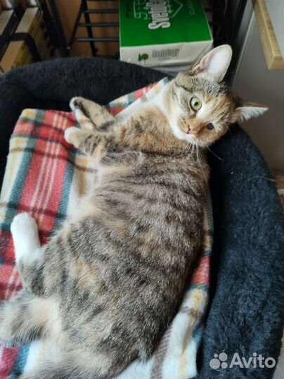 Котенок девочка в добрые руки