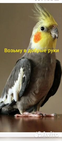 Попугай корелла