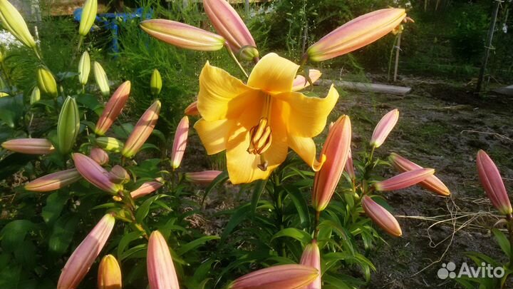 Лилии, лилейники (кусты)