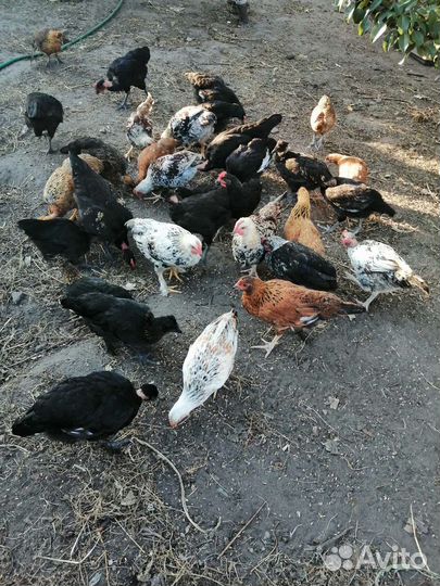 Куры молодки