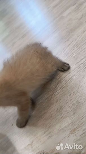 Котята в добрые руки бесплатно