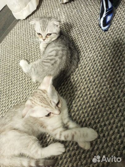 Котята породистые