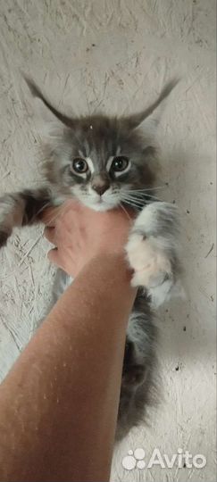 Котята Мейн куна