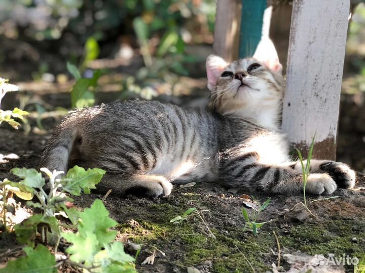 Котята девочка и мальчик в добрые руки