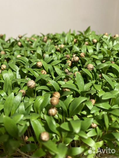 Микрозелень