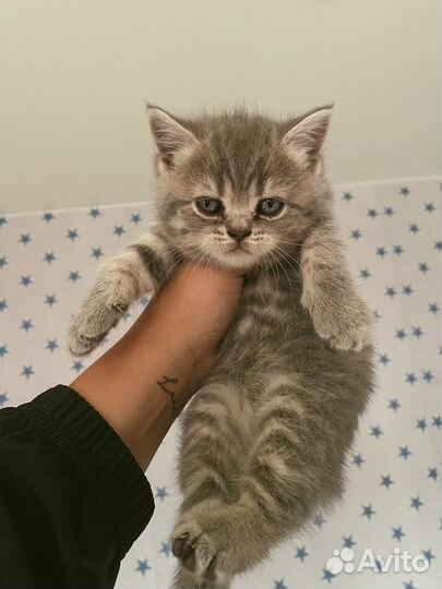 Британская вислоухая кошка