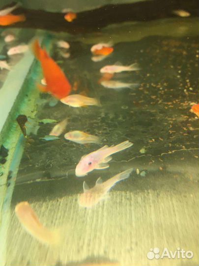 Анцитрус L 144 снежок