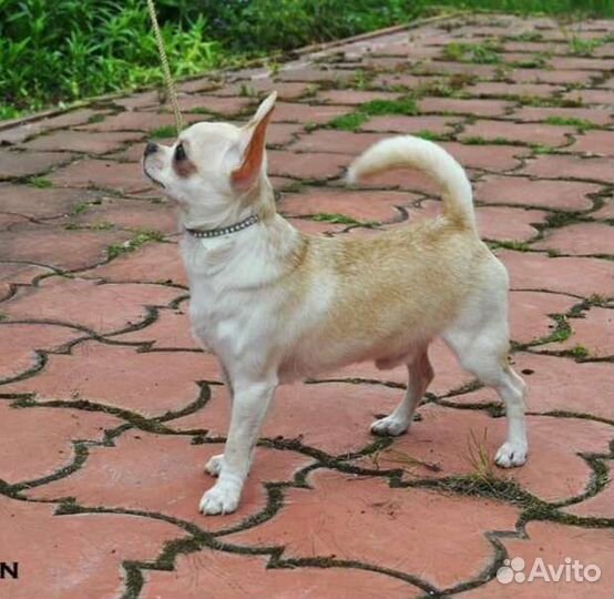 Чихуахуа кобель для вязки. Англия