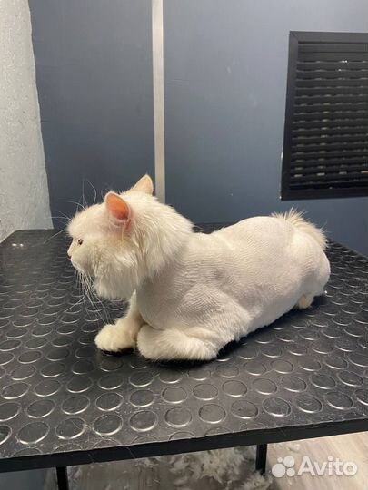 Груминг, вычес, стрижка кошек