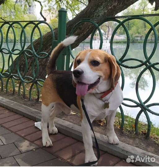 Собака для вязки