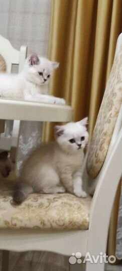 Шотландские котята