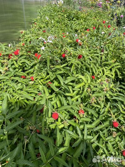 Тибетская малина