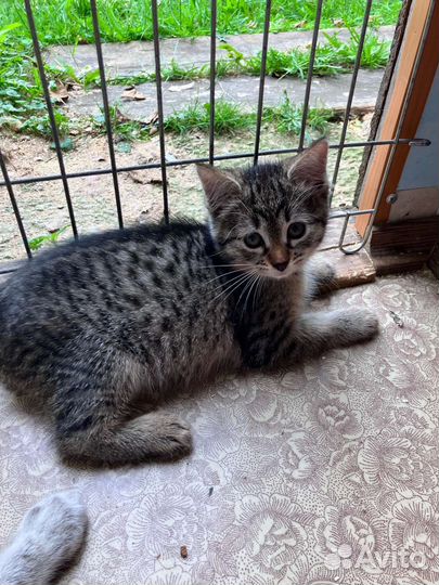 Котята тайской кошки