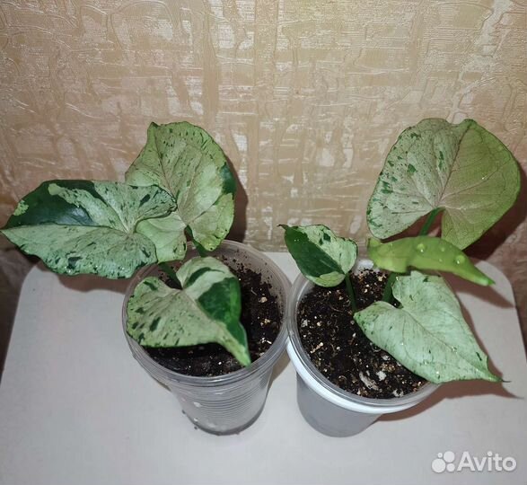 Сингониумы сортовые от 10.08.23