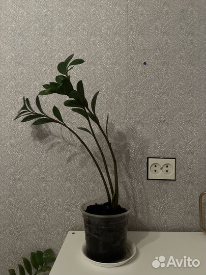 Замиокулькас 55 см