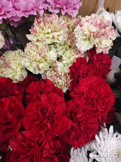 Гвоздика красная и цветная