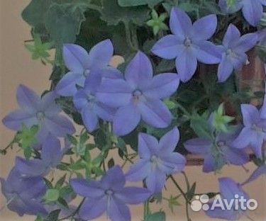 Кампанула (колокольчик)