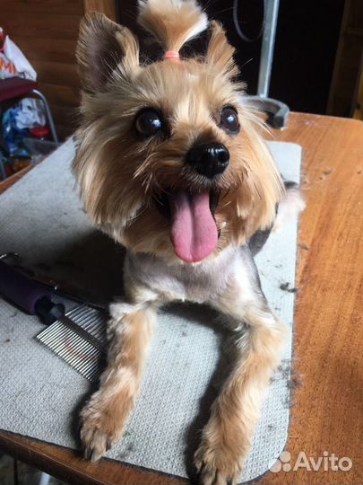 Стрижка йорков и других собак