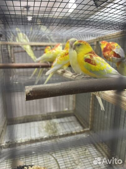 Певчие попугаи и другие