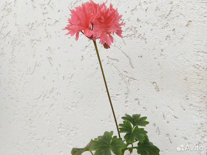 Суккуленты, кактусы и другие комнатные цветы